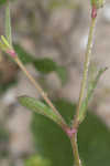 Common catchfly